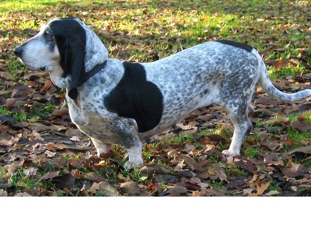 Basset Bleu De Gascogne thumbnail